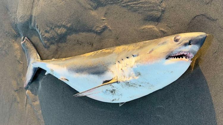 Long Beach Peninsula fisherman stumbles upon dead juvenile salmon shark