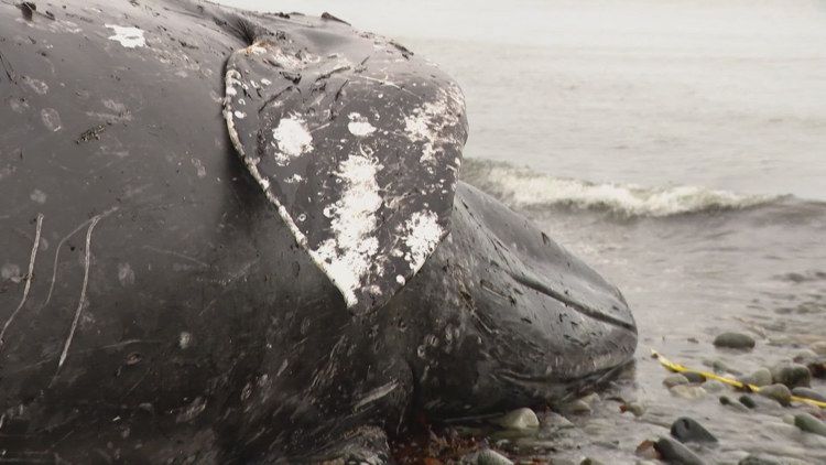 Gray whale deaths near record levels in Washington, years after 'Unusual Mortality Event' declared over