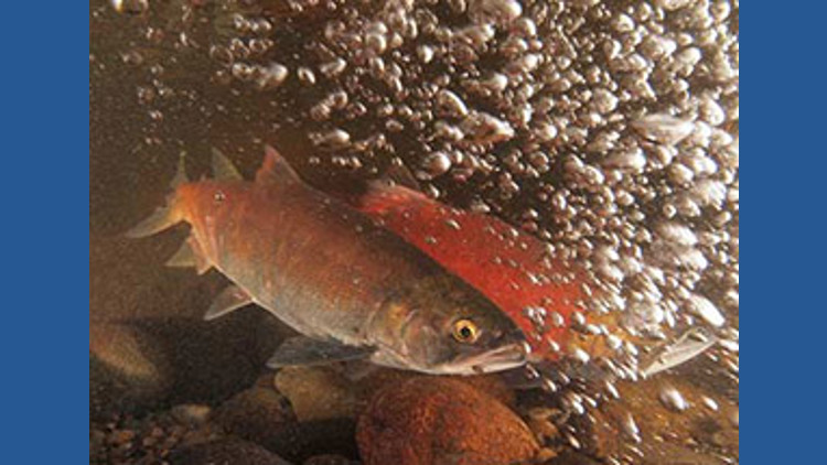 Group sues National Park Service over road project in kokanee salmon habitat near Lake Chelan