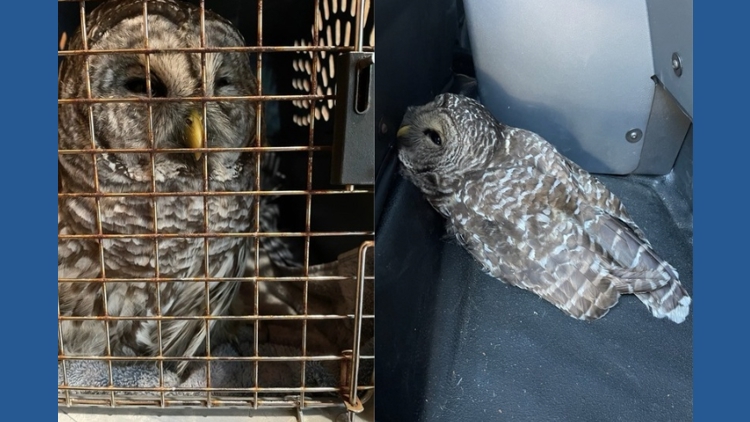 Injured owl rescued from I-5 near Olympia