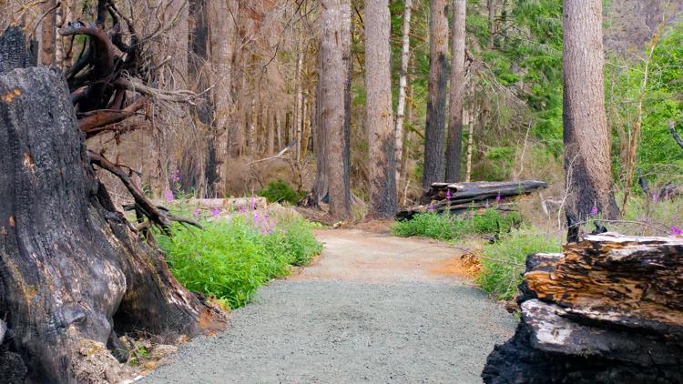 Area of Olympic National Park impacted by Bear Gulch Fire reopening a year after it ignited