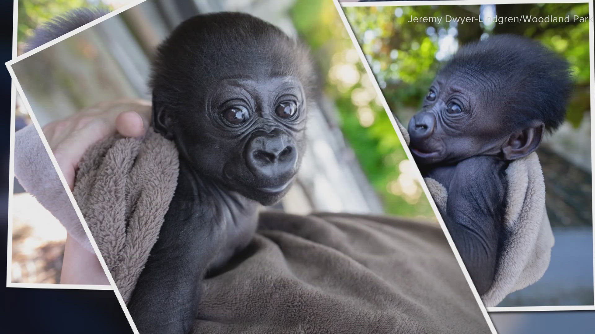 The baby gorilla, named Abeo (ah-beh-OH), will be socialized with a foster gorilla mom and a multigenerational family of gorillas at the Louisville Zoo.