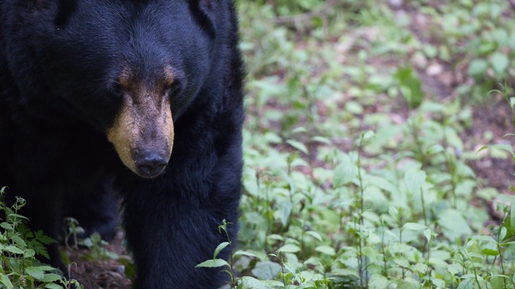 TWRA confirms euthanized black bear was one that attacked man at Gatlinburg cabin TWRA confirms euthanized black bear was one that attacked man at Gatlinburg cabin