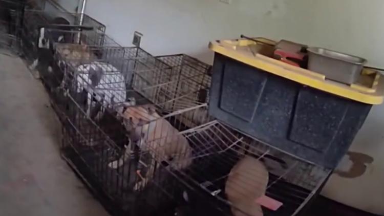 17 dogs, cats removed from Pierce County home