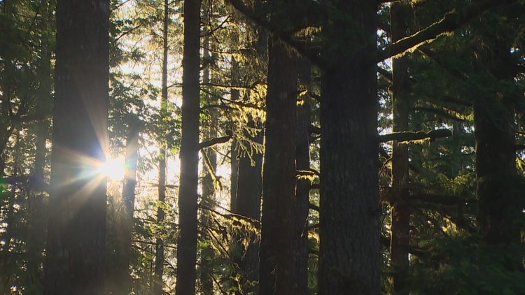 Multiple black bear sightings reported on Mount Si following attack on teenager