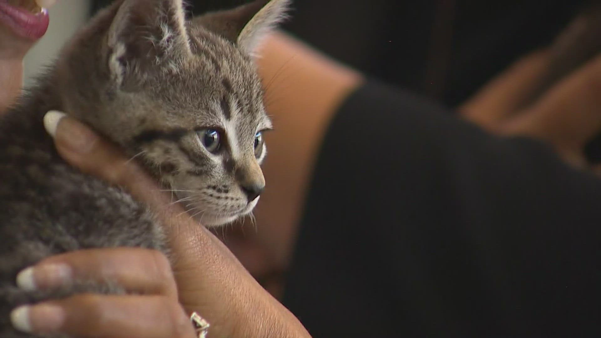 The Tacoma Humane Society was founded in 1888. In 2022, the shelter cared for 8,500 animals and found homes for over 6,000 animals.