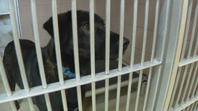 Island County eliminates second animal control officer to cut costs, raising concerns over response times