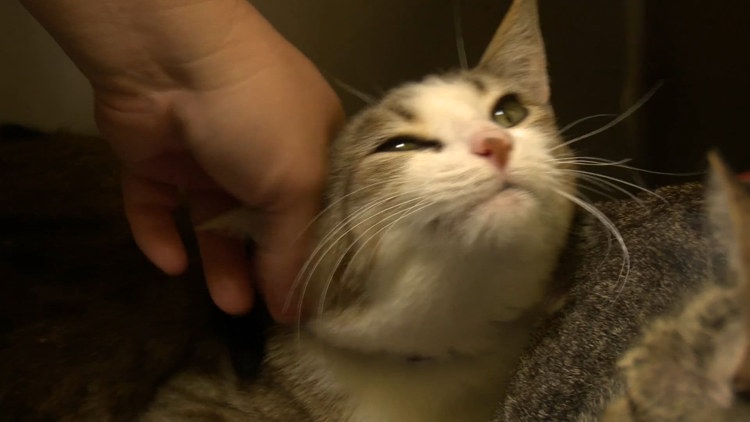 14 cats, mounting bills and a mission: Auburn groomer works to find them homes