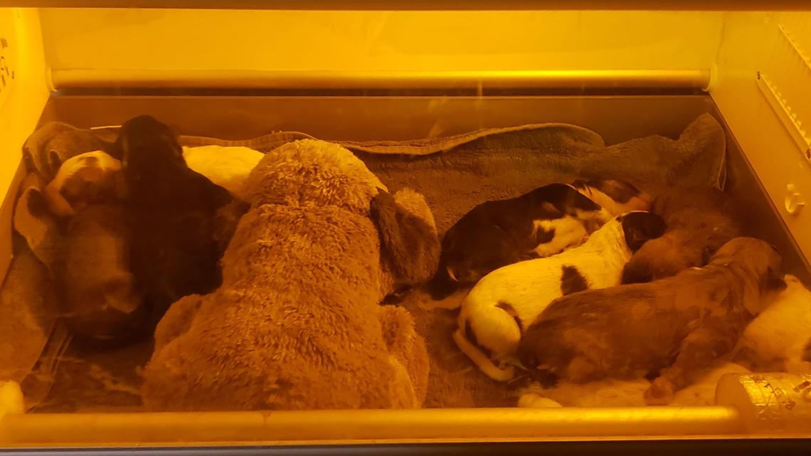 Caring Hearts 4 Paws dog rescue saves abandoned puppies