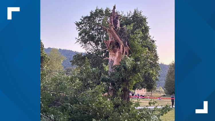 Tree crushes multiple cars at Lake Sammamish State Park