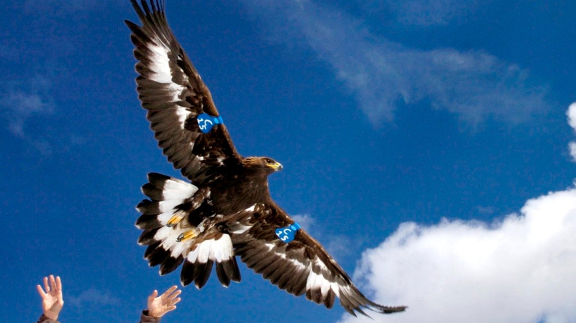 Washington man accused of helping kill 3,600 birds during yearlong 'killing spree' - Vimarsana News