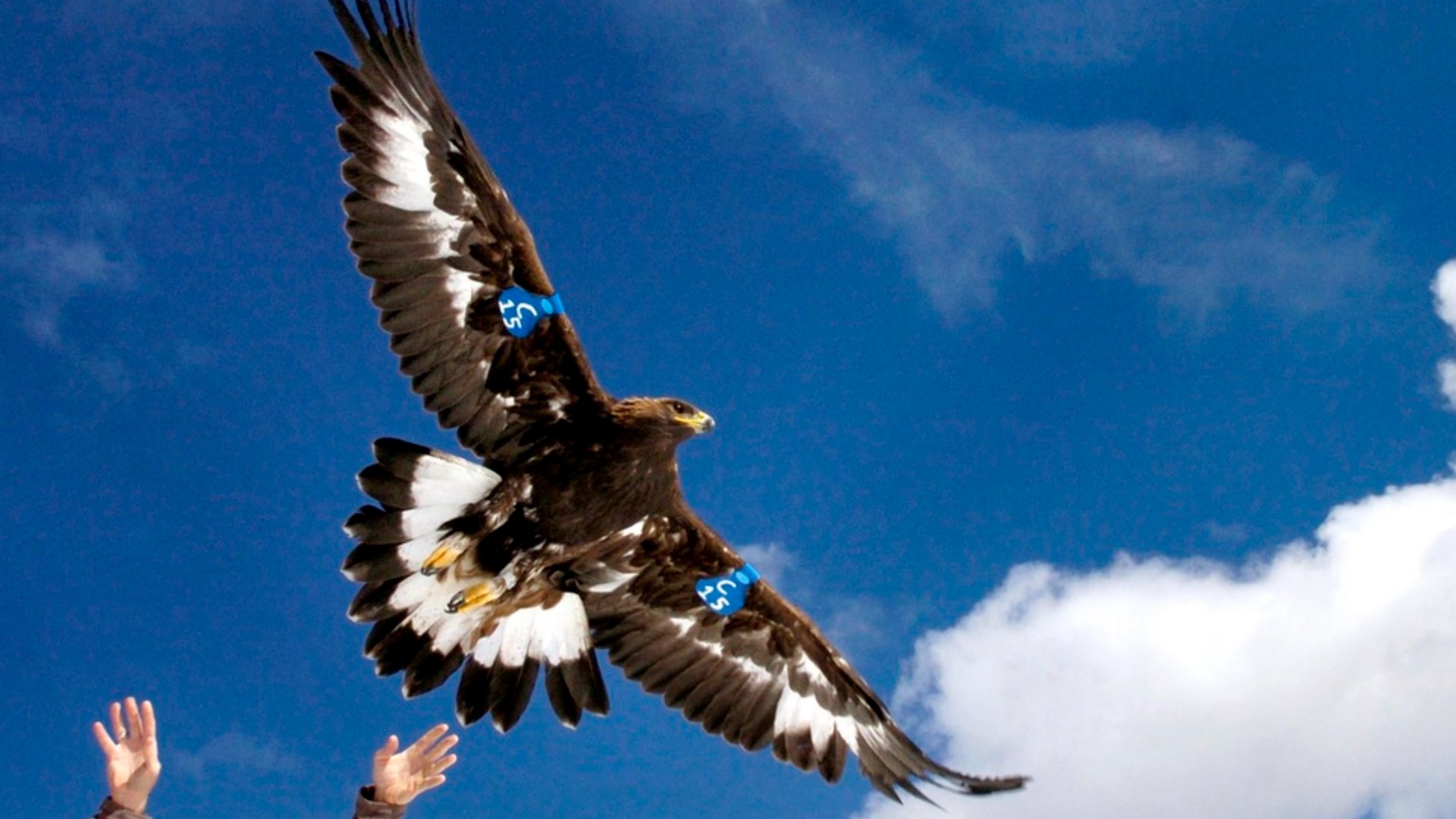 The defendants allegedly sold eagle parts on a black market.