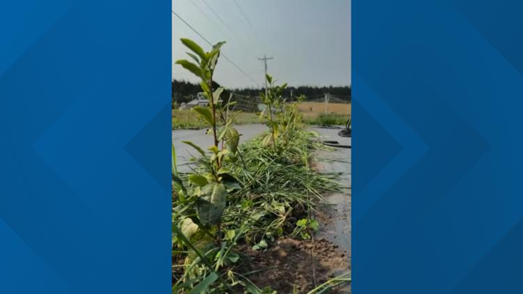 Vale Matcha launches tea farm on Whidbey Island