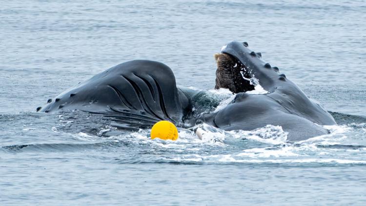 Humpback whale swims free after days-long entanglement in fishing gear