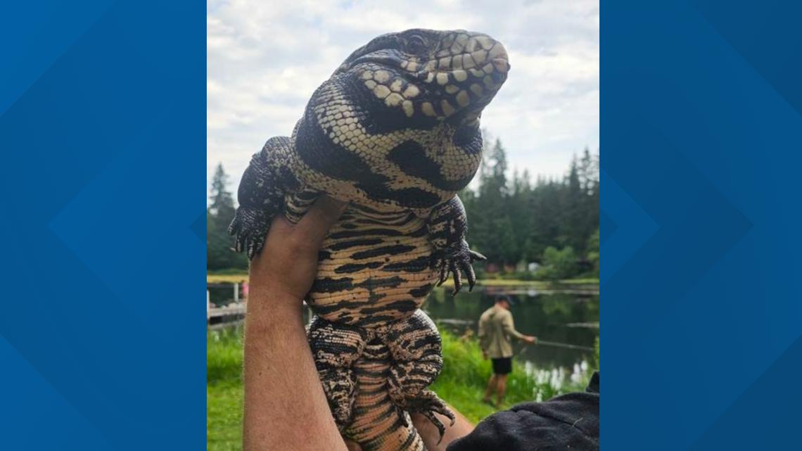 Escaped pet lizard mistaken for alligator in Washington | wqad.com