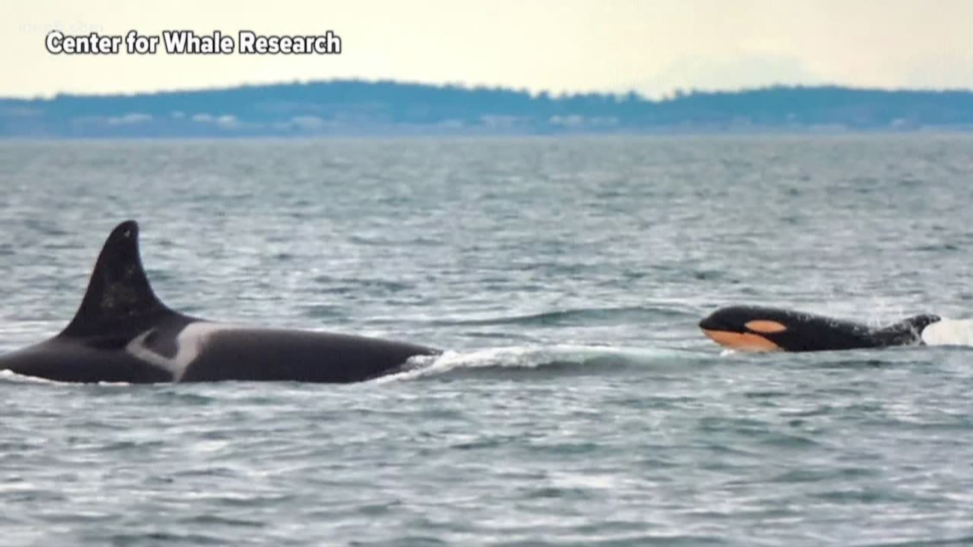 Orca advocates are celebrating the news that one of the recently born Southern Resident killer whale calves is a female.