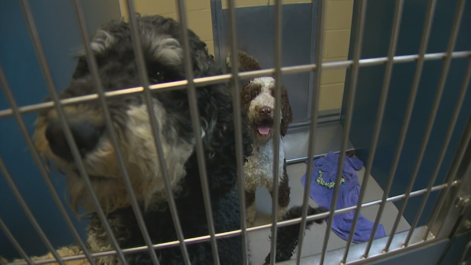 In recent weeks, 18 "doodles", or poodle mixes, have been found in Ferndale. Now, their learning how to be normal dogs again.