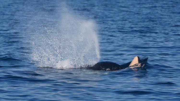 Southern Resident orca J31 observed with dead newborn calf