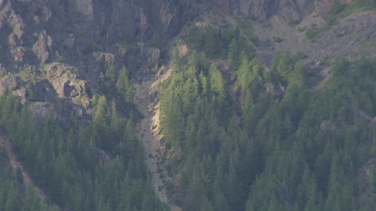 Rare black bear attack in Washington injures hiker