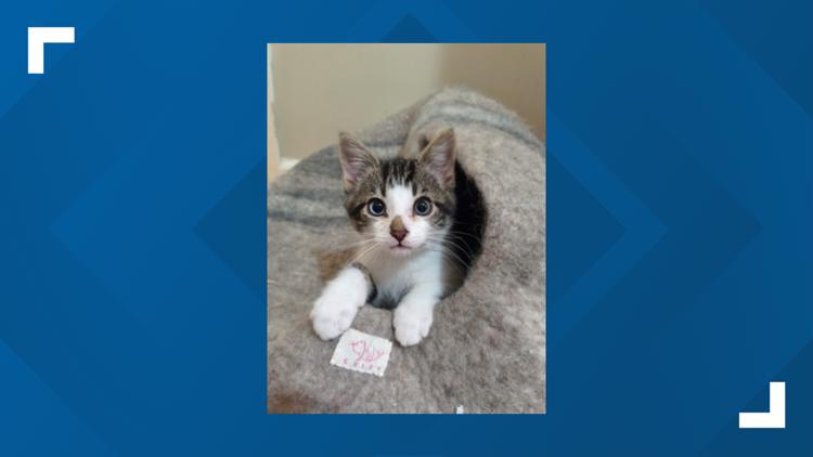 Auburn Valley Humane Society overwhelmed by 170 cats, seeks community help