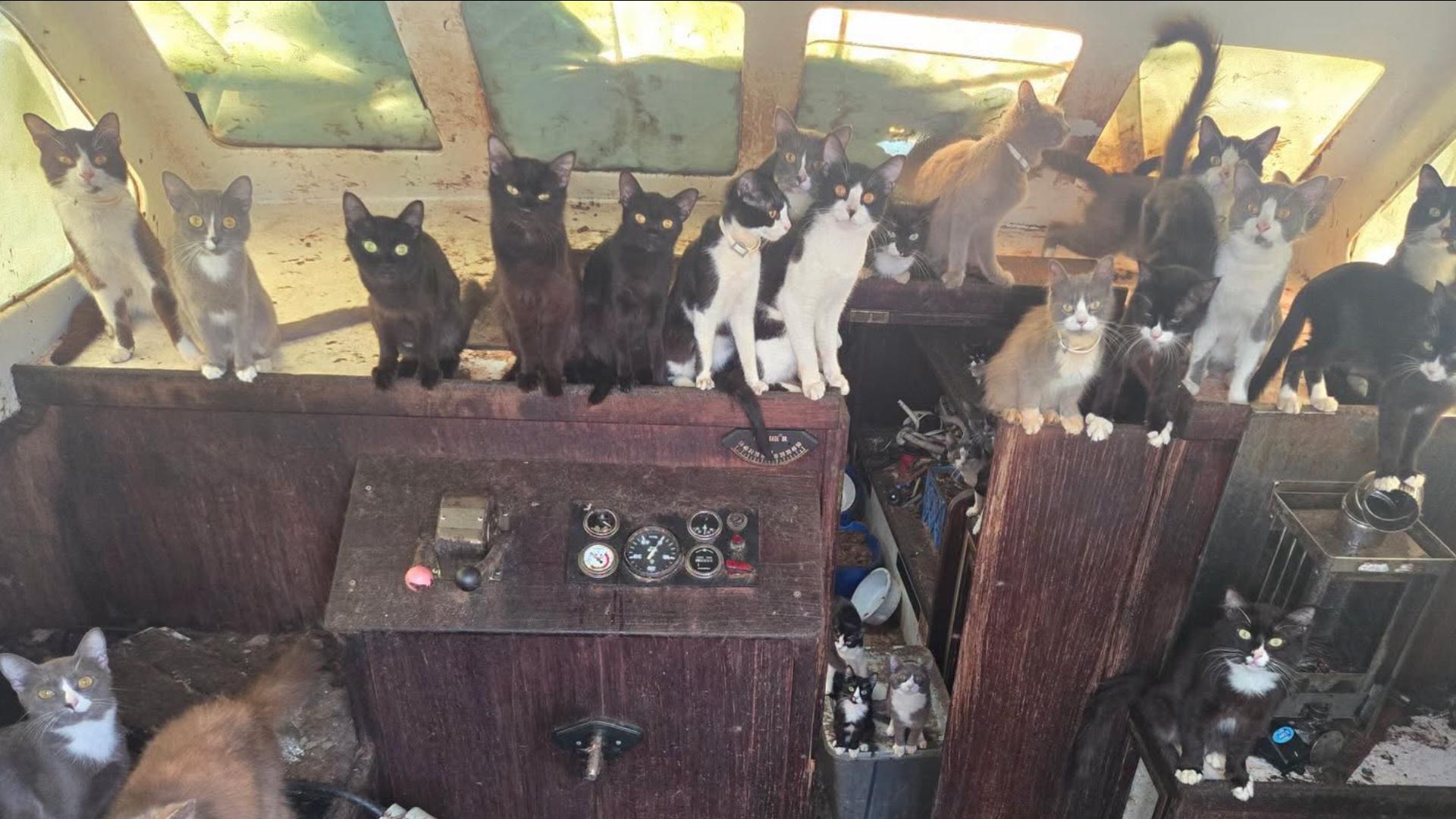 More than 30 cats rescued from abandoned boat near Washington beach
