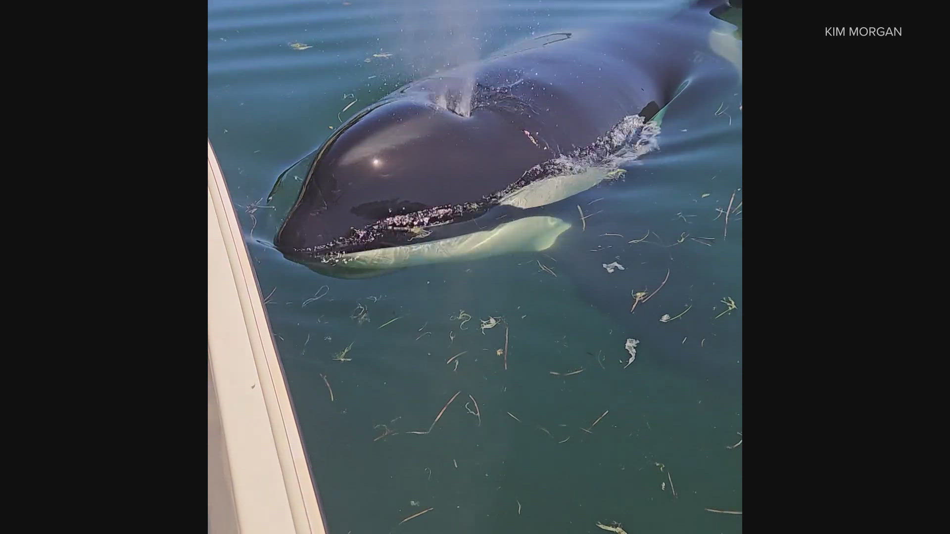 The orca got about as close as it could to the woman's vessel.