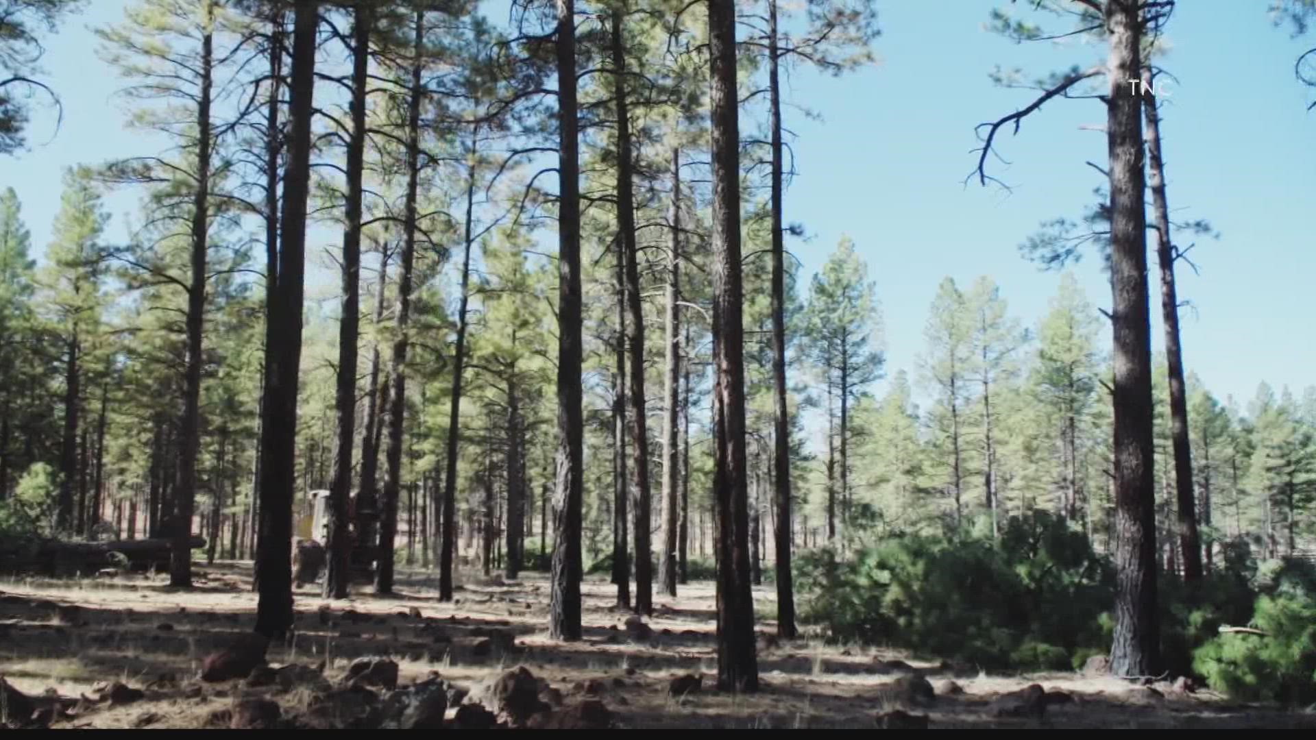 A new initiative is looking to help restore forests impacted by devastating wildfires. Jen Wahl has more on how Arizona forests will be impacted.