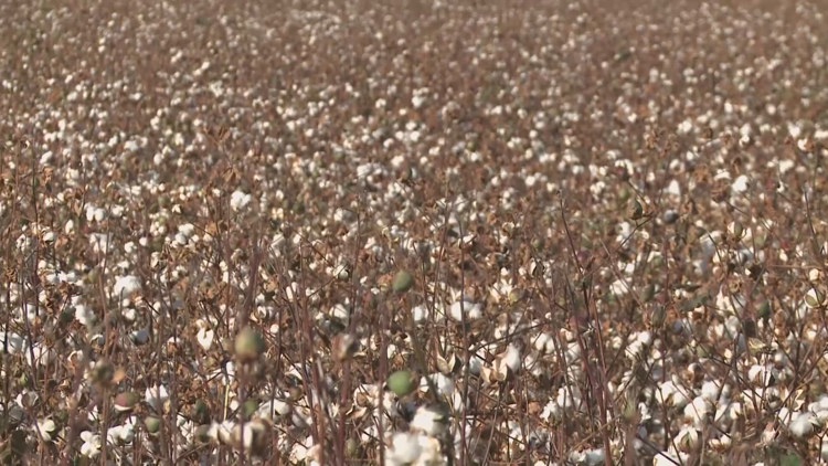Tariffs hurt Arizona cotton industry