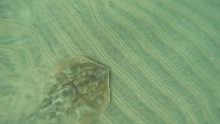 Stingray stings surge along Southern California beaches amid warming ocean waters