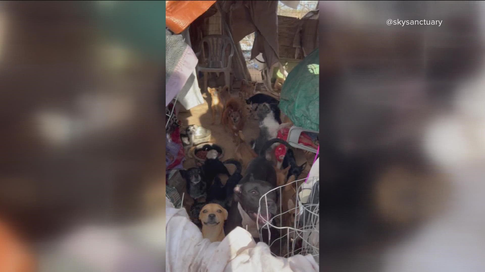 An Arizona sanctuary rescued dozes of the animals and is now trying to help them recover and find their forever homes.