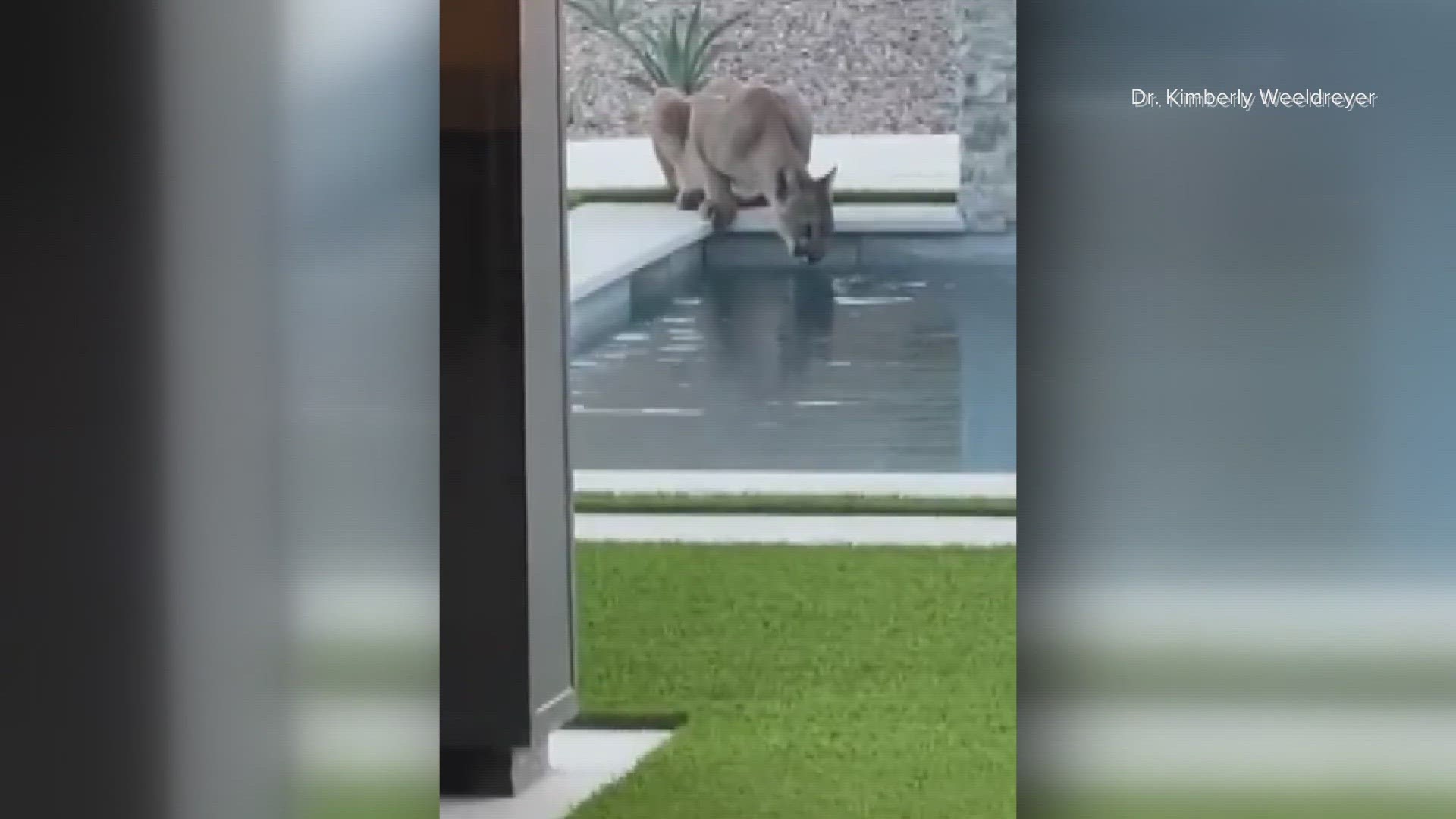 A 12News viewer sent in video of a mountain lion taking a drink of water from a backyard pool near Scottsdale, Arizona.