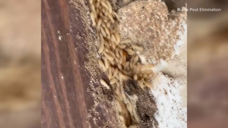 Loving the rain and cooler weather? So do termites