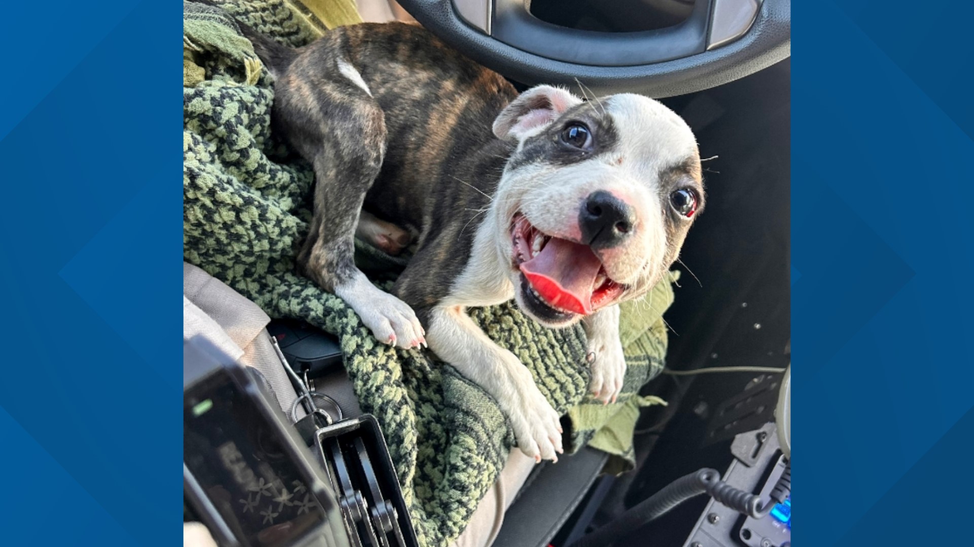 The puppy is now doing well in a foster home after it was rescued earlier this month in southern Arizona.