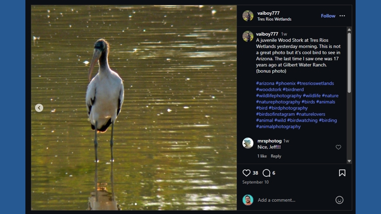 This rare bird made a stop in Phoenix