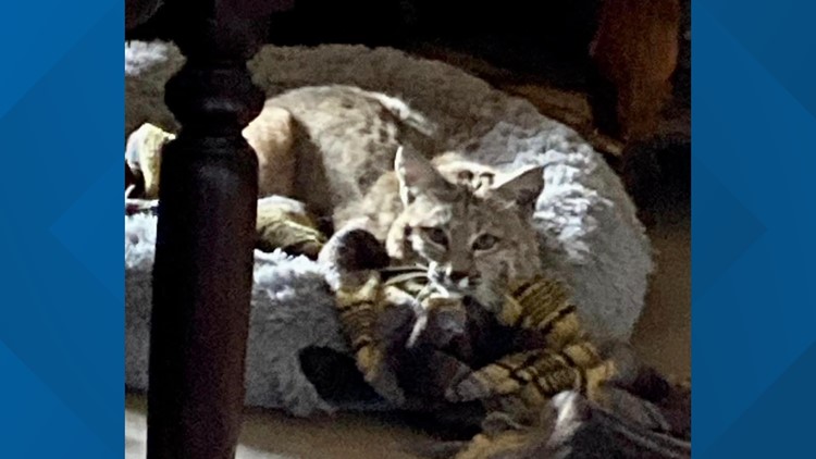 Arizona resident finds bobcat snuggling in doggie bed