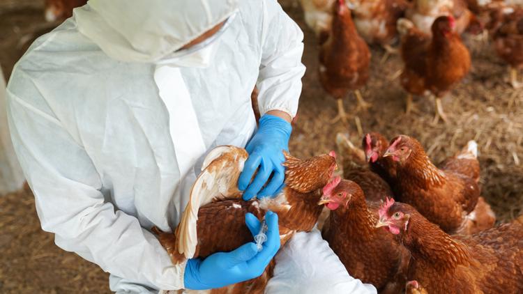 Over 76K birds infected by bird flu since start of 2026