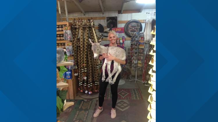 Owner of famous Oatman burro battles aggressive cancer