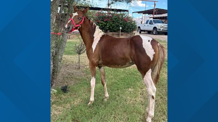 'Truly a happy ending': Horse trapped under a gate in Eloy makes full recovery