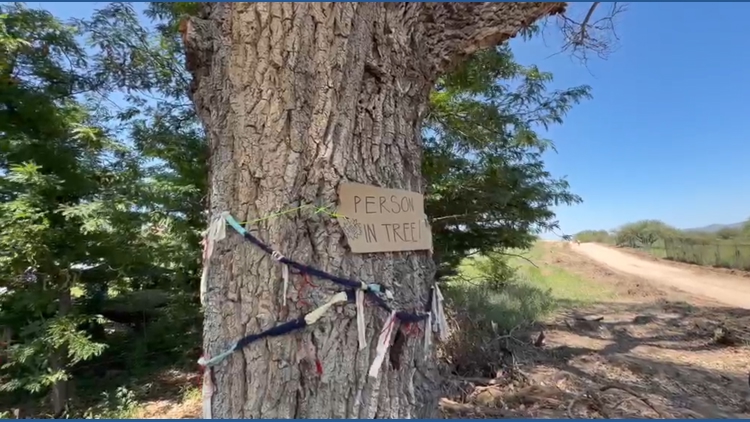 'Grandmother Tree' taken down due to border construction; activists arrested