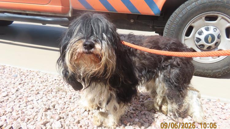 14 sick dogs left behind at rental home in Arizona, puppies found in freezer