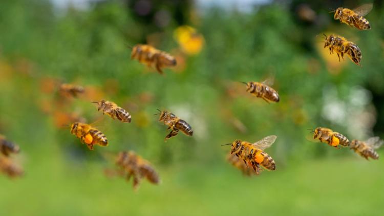 1 taken to hospital with over 100 bee stings in Goodyear