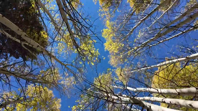 Rediscover Arizona: Aspen Nature Loop