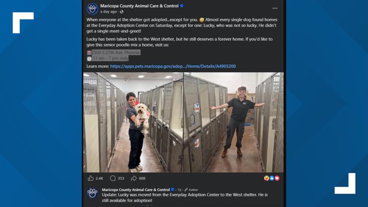 Every dog in this Maricopa County shelter was adopted... Except 'Lucky.'