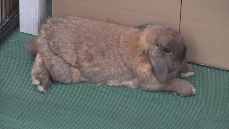 Arizona pop-up bunny cafe works to protect its heat-sensitive animals