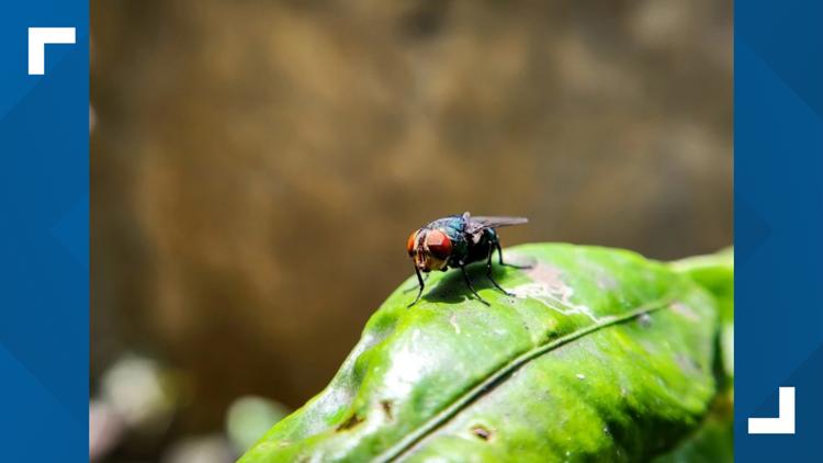 New World screwworm found in Arizona, Department of Agriculture says