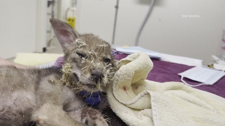 Baby coyote recovering after getting in a prickly situation with a cactus