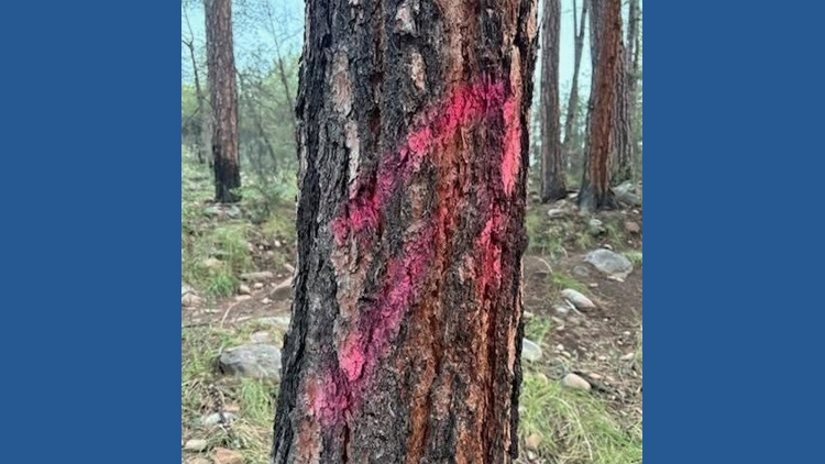 Tonto Forest is looking for those who spray-painted trees and rocks on Horton Creek Trailhead