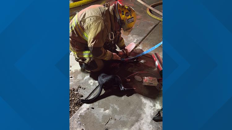 Phoenix house fire displaces four people, injures two dogs