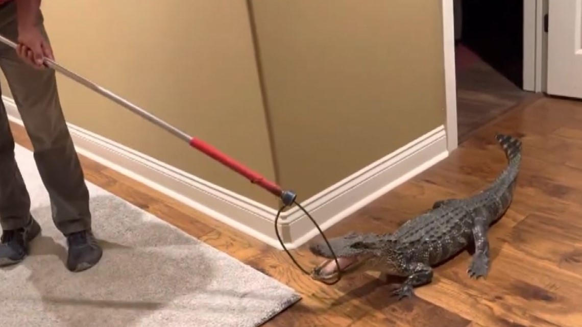Alligator sneaks into couple's home thru doggy door - Vimarsana News