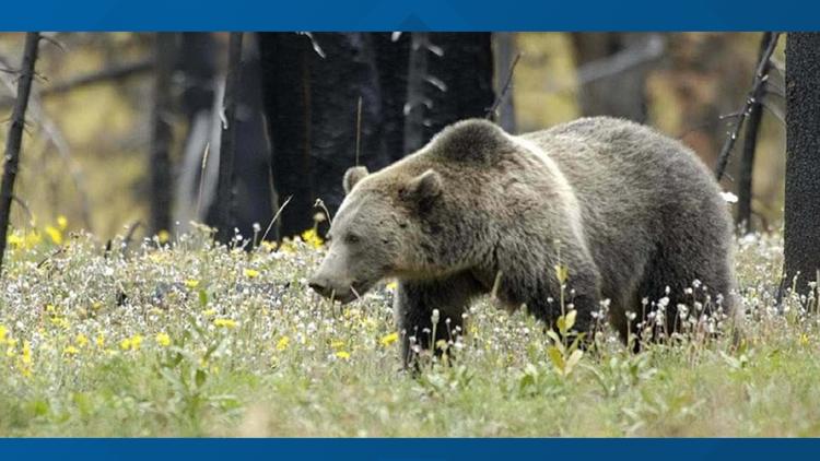 Grizzly reported killing chickens in Boundary County